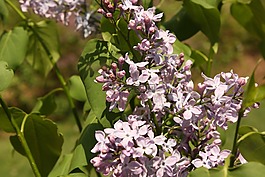 花,丁香,紫色