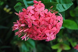 粉紅色,花,光明