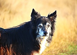 狗,牧羊犬,邊框
