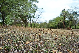 干花,干的花園,困擾