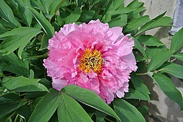花,粉紅色,春天