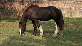 種馬,馬,野馬