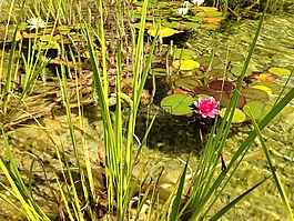睡蓮,花園,medalp
