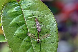 komarnica,昆蟲,tipula 甘藍(lán)生菜