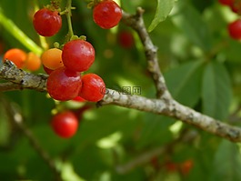 水果,紅色,野生
