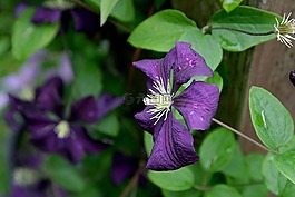 鐵線蓮,花,藤