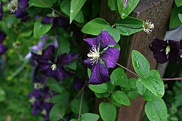 铁线莲,花,藤