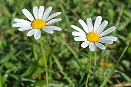 鮮花,margerithen,白色的花