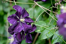 鐵線蓮,花,藤