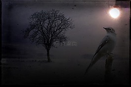 景观,夜,树