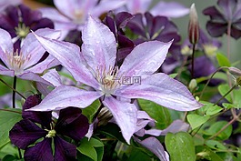 鐵線蓮,花,藤