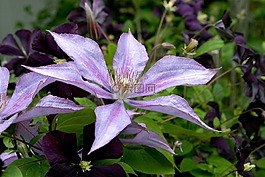鐵線蓮,花,藤