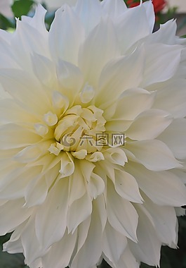 花,白,嬌琴紗