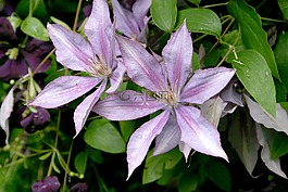 鐵線蓮,花,藤