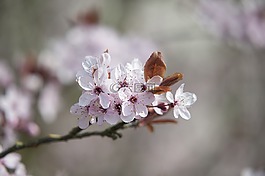 春天,開花,粉紅色