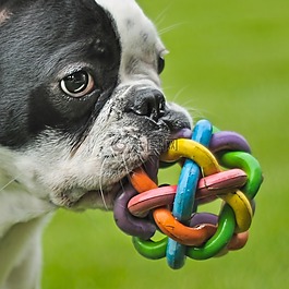 狗,法國斗牛犬,播放