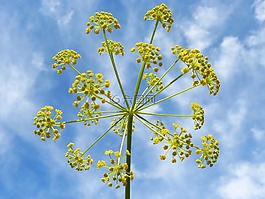 花,幾何,美
