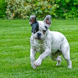 狗,法國斗牛犬,跳轉(zhuǎn)