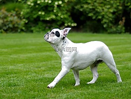 狗,法國斗牛犬,步行