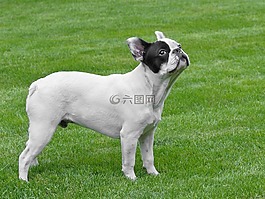 狗,法國斗牛犬,草