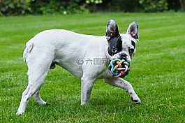 狗,法國斗牛犬,播放