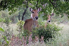 nilgai,羚羊,boselaphus tragocamelus