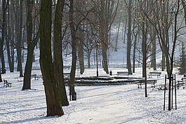 公園,樹(shù),胡同