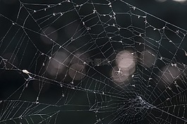 web,8 月,數(shù)值調(diào)節(jié)鈕