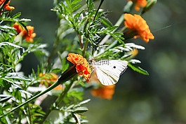 鮮花,萬壽菊,蝴蝶