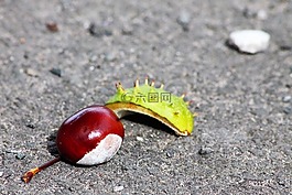 conker,秋,季節(jié)