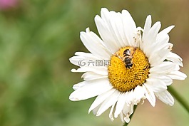 鮮花,蜂蜜,蜜蜂
