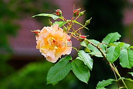 花,開花,玫瑰