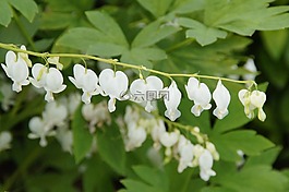 白,花,開(kāi)花