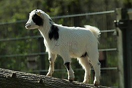 山羊,動物園,國內(nèi)山羊