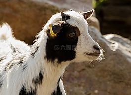 山羊,動物園,國內(nèi)山羊