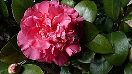 茶花,灌木,开花
