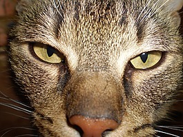 猫,家,煤烟