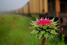 薊,火車車廂,車