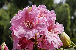 杜鵑,粉紅色,鮮花