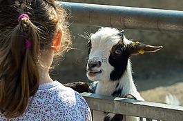 山羊,動物園,國內(nèi)山羊