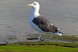 海鸥,ring-billed,大鸥
