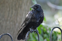烏鴉,黑,鳥(niǎo)