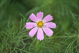 宇宙,國家,鮮花