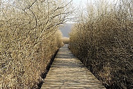 網(wǎng)站,秋季,性質(zhì)