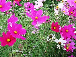 cosmea,鮮花,紫