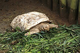 動(dòng)物,龜,動(dòng)物園