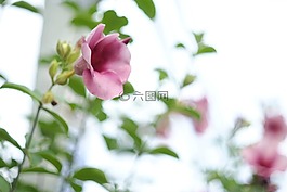 gumamela,攝影,自然