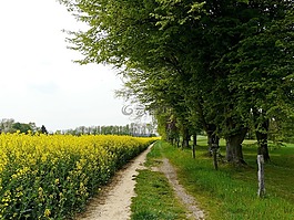 黃色字段,樹木,景觀