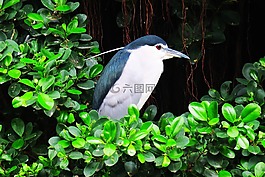 大自然,鳥,戶外