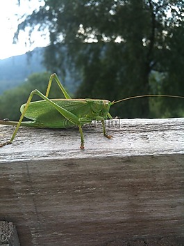 板球,bug,動物